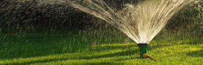 Buffalo Grass Watering Tips